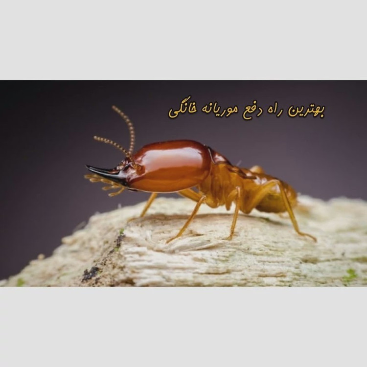 سم موریانه کش ترمیدور Termidor با ضمانت نسخه اورجینال ارسال رایگان مدل 1