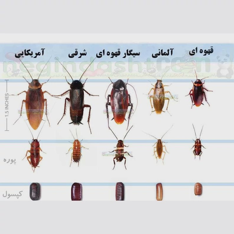 سم یک لیتری سوسک کش ریز و درشت ریپلزال بدون بو ، ارسال رایگان