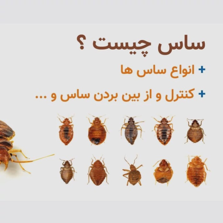 سم ساس کش کراس فایر نسخه بروز شده پیرانا ارسال رایگان مدل 1