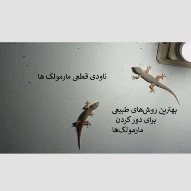 راه حل سریع برای مارمولک ها از خانه ساویر