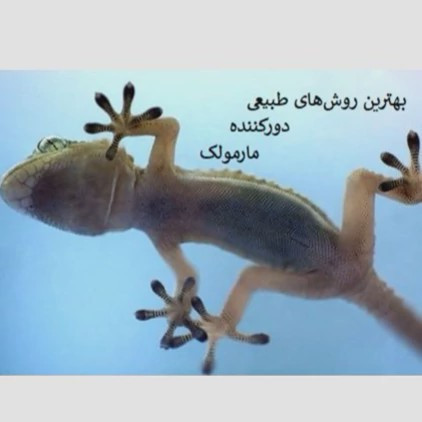 راه حل سریع برای مارمولک ها از خانه ساویر