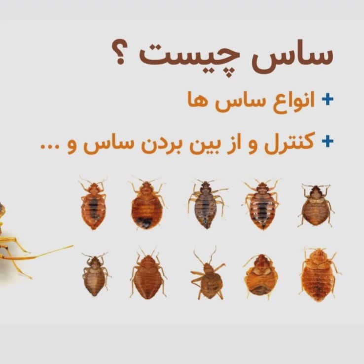 سم ساس کش کراس فایر راه حل نوین از بین بردن ساس ها ارسال رایگان مدل 1