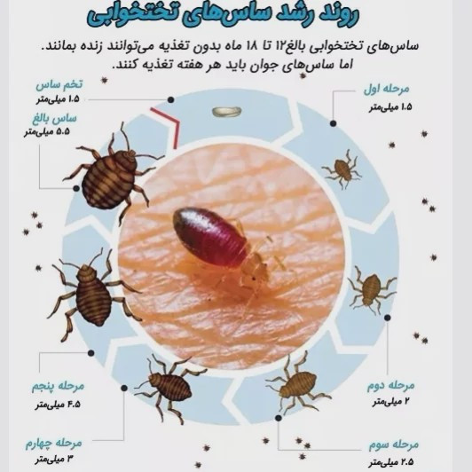 سم ساس کش کراس فایر راه حل نوین از بین بردن ساس ها ارسال رایگان مدل 1