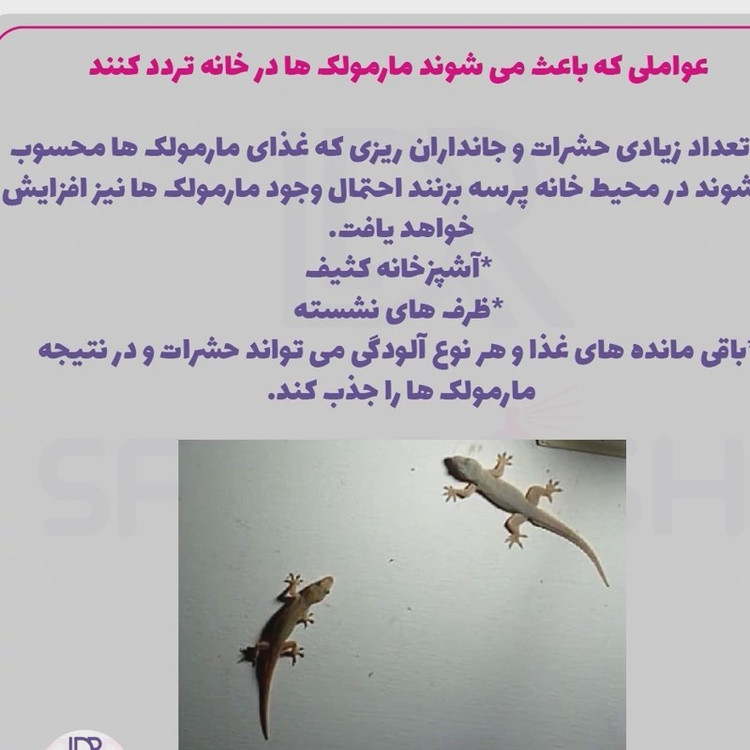 سم مارمولک کش ساویر SAWYER اورجینال ارسال رایگان