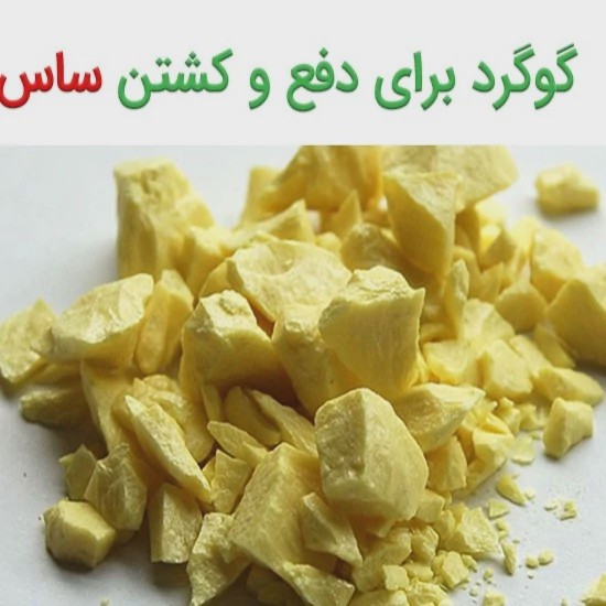 پودر گوگرد 50 گرمی مخصوص ساس مدل 1