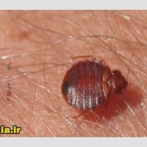 سم کشنده کراس فایر حشره کش نسل جدید با فرمولاسیون ژاپنی ارسال رایگان مدل 1