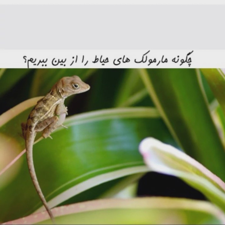 سم 4 لیتری مارمولک کش آکوشام چینی عمده ارسال رایگان