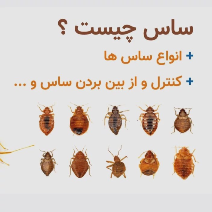 سم کشنده کراس فایر حشره کش نسل جدید با فرمولاسیون ژاپنی ارسال رایگان مدل 1