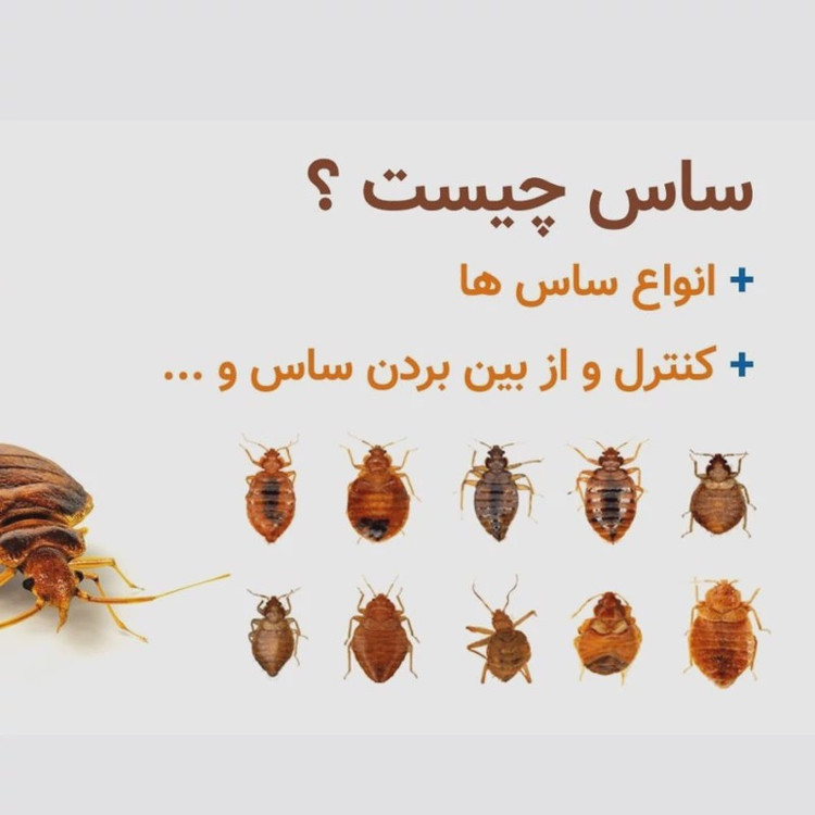 سم کشنده ساس پرومکس PROMAX هیولای مبارز ساس ها ارسال رایگان