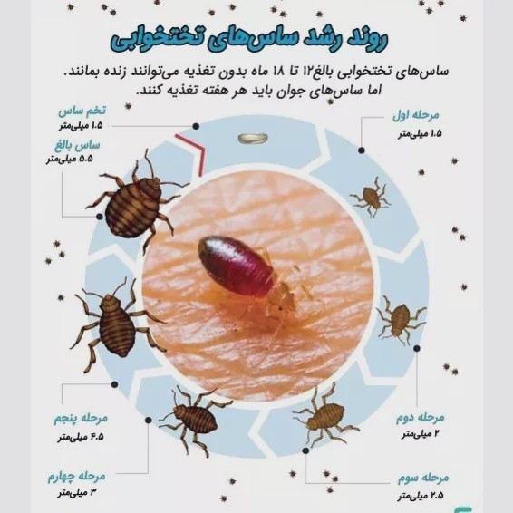 سم کشنده ساس پرومکس PROMAX هیولای مبارز ساس ها ارسال رایگان