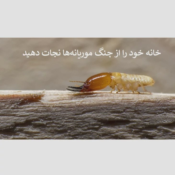 نابودی ریشه موریانه ها با سم بایو