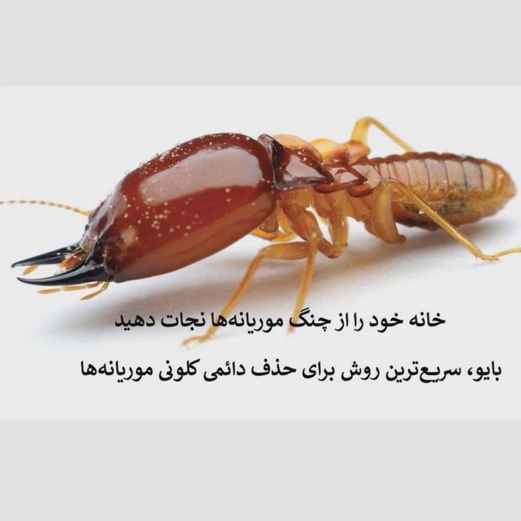 نابودی ریشه موریانه ها با سم بایو