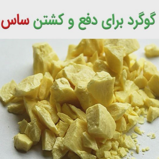 پودر گوگرد کمیاب مخصوص ریشه کنی ساس ارسال رایگان مدل 1