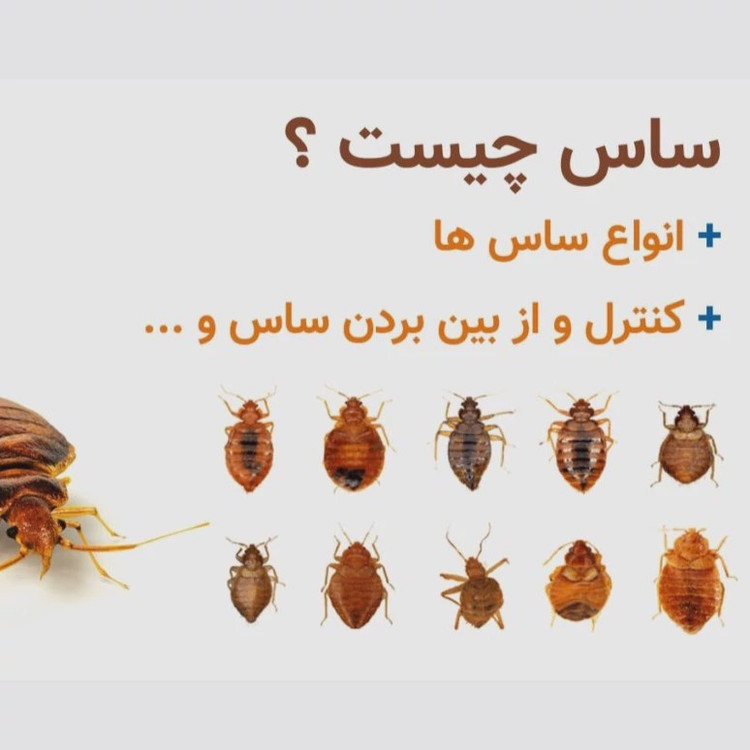پودر گوگرد کمیاب مخصوص ریشه کنی ساس ارسال رایگان مدل 1