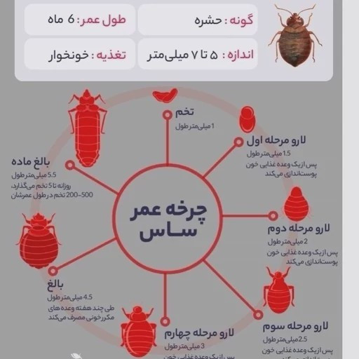 سم ساس پیرانا تحت لیسانس کشنده ترین ساس کش دنیا ،اورجینال و ارسال رایگان