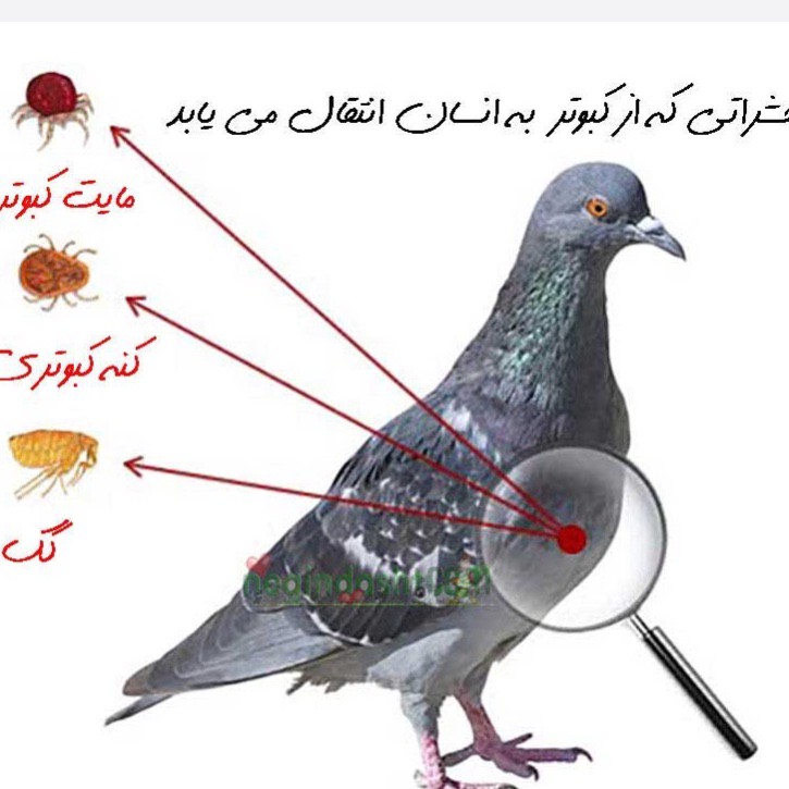 سم کنه کش اصلی بایر مکس فورس اورجینال ارسال رایگان