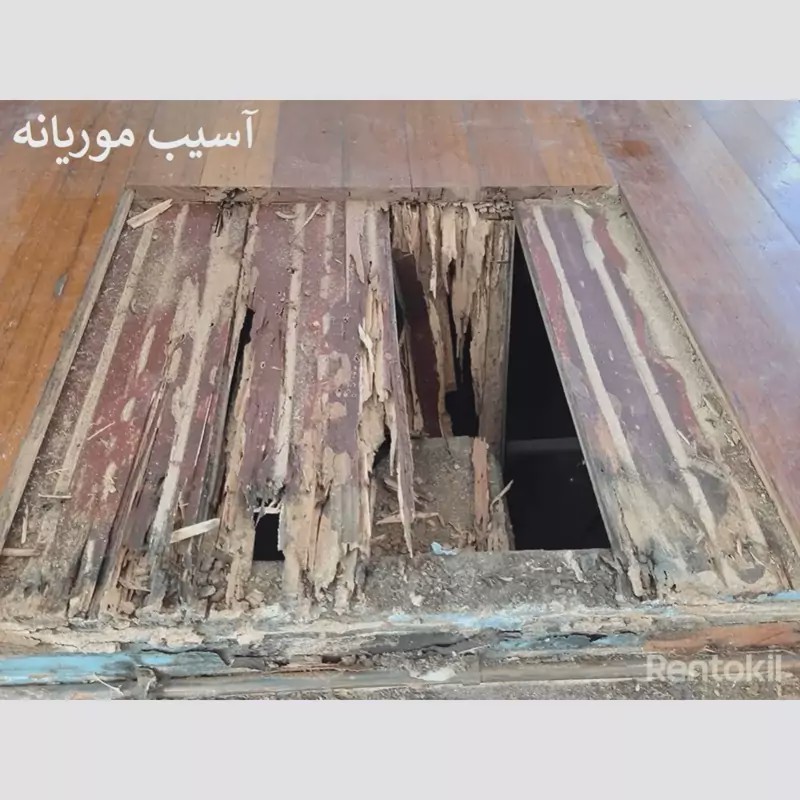 سم موریانه کش ترمیدور نسخه اصلی با ضمانت غرفه برتر ( ارسال رایگان ) مدل 1