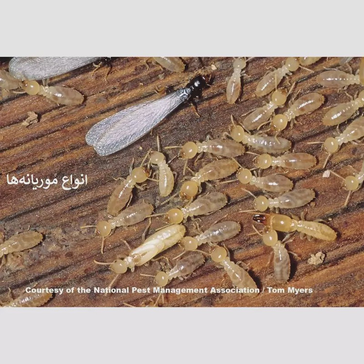 سم موریانه کش ترمیدور نسخه اصلی با ضمانت غرفه برتر ( ارسال رایگان ) مدل 1