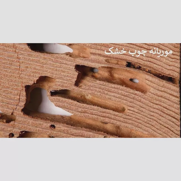 سم موریانه کش ترمیدور نسخه اصلی با ضمانت غرفه برتر ( ارسال رایگان ) مدل 1