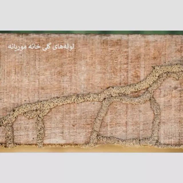 سم موریانه کش ترمیدور نسخه اصلی با ضمانت غرفه برتر ( ارسال رایگان ) مدل 1