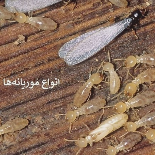 سم موریانه کش ترمیدور Termidor اورجینال یک لیتری بدون بو ارسال رایگان