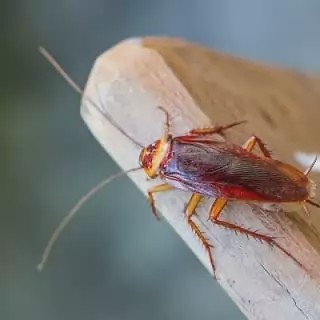 سم سوسک کش رونج کشنده ترین سم بدون بو ارسال رایگان مدل 1