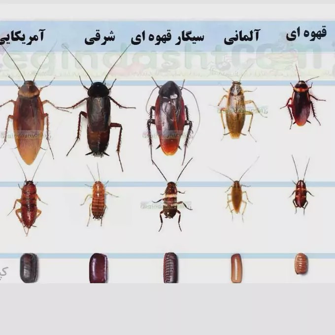 سم سوسک کش رونج کشنده ترین سم بدون بو ارسال رایگان مدل 1