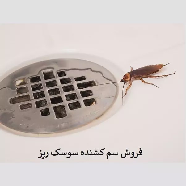 سم سوسک کش رونج کشنده ترین سم بدون بو ارسال رایگان مدل 1