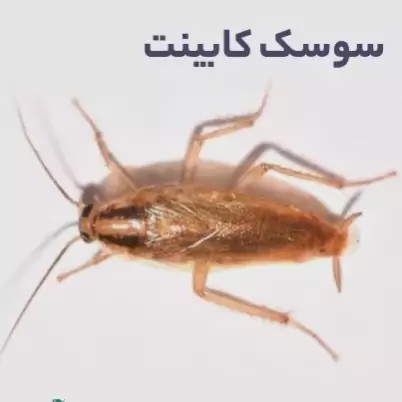 سم سوسک کش رونج کشنده ترین سم بدون بو ارسال رایگان مدل 1