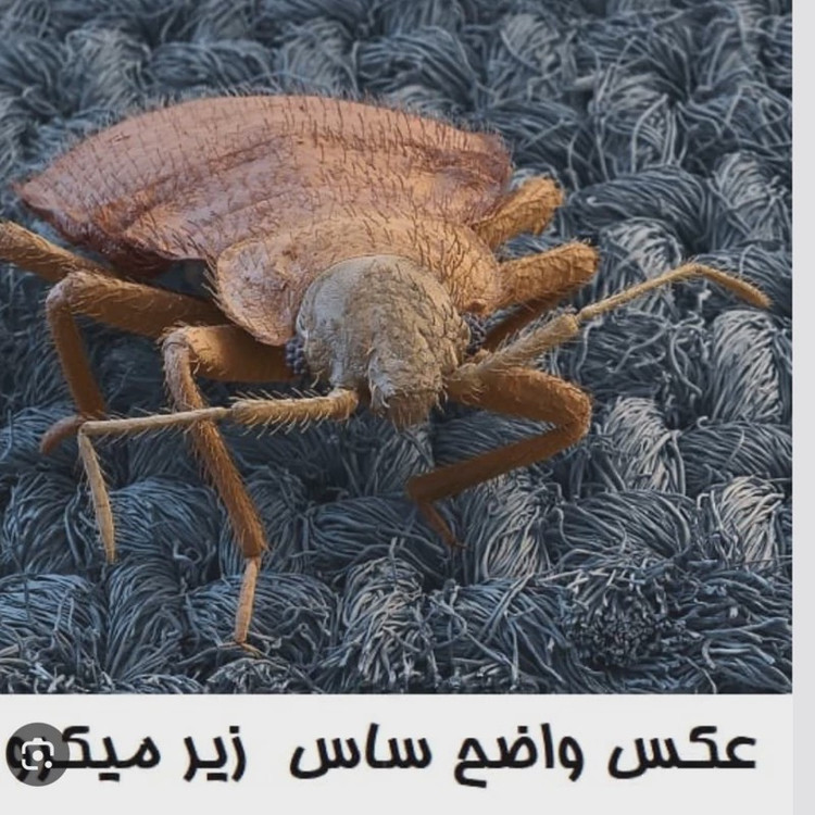 سم 10 لیتری پیرانا Pyranha نسخه اصلی اورجینال عمده ارسال رایگان