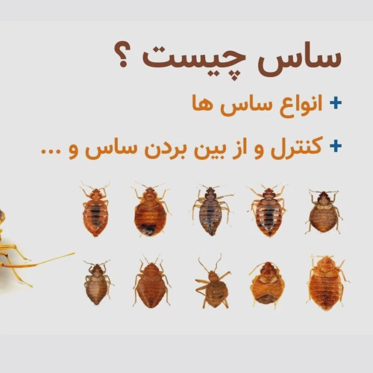 سم 10 لیتری پیرانا Pyranha نسخه اصلی اورجینال عمده ارسال رایگان
