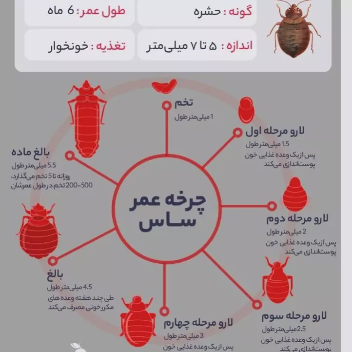 سم ساس پرو مکث رقیب ساس های خونخوار ارسال رایگان مدل 1