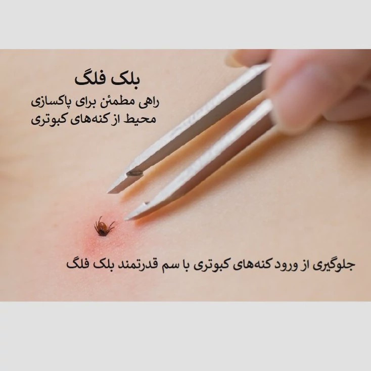 نابودی فوری کنه کبوتری با سم بلک فلگ