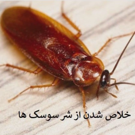 نابودی سوسک فاضلابی از خانه ها با سم ریونج
