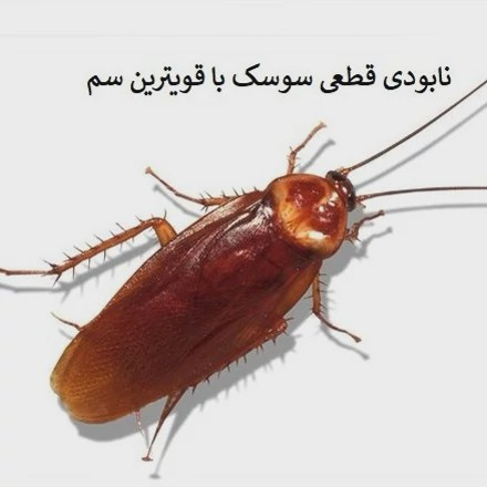 نابودی سوسک فاضلابی از خانه ها با سم ریونج