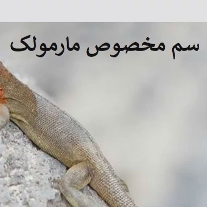 سم مارمولک کش لیزارد کشنده ترین سم ارسال رایگان