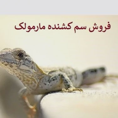 سم مارمولک کش لیزارد کشنده ترین سم ارسال رایگان