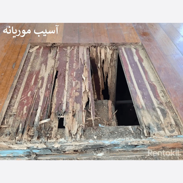 سم موریانه کش ترمیدور نسخه اصلی با ضمانت غرفه برتر ( ارسال رایگان )