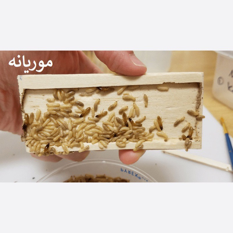 سم موریانه کش ترمیدور نسخه اصلی با ضمانت غرفه برتر ( ارسال رایگان )