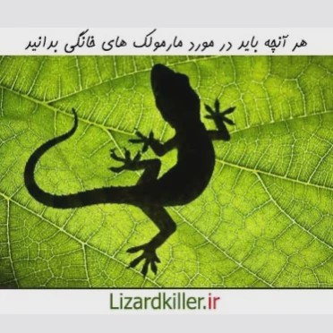 سم مارمولک کش لیزارد LIZARD قاتل مارمولک های مزاحم ارسال رایگان