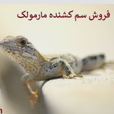 سم مارمولک کش لیزارد LIZARD قاتل مارمولک های مزاحم ارسال رایگان