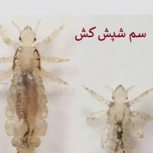 سم شپش کش پرمکترین ارسال رایگان مدل 1