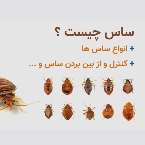سم بدباگ اوت مبارز سرسخت ساس ارسال رایگان
