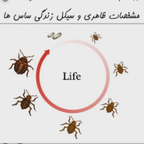 سم بدباگ اوت مبارز سرسخت ساس ارسال رایگان