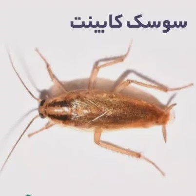 سم سوسک کش رونج کشنده ترین سم بدون بو ارسال رایگان مدل 2