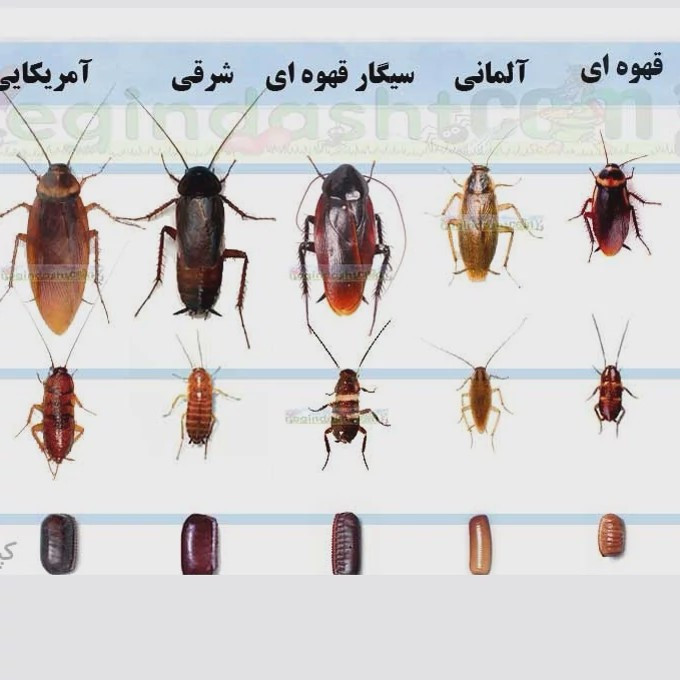 سم سوسک کش رونج کشنده ترین سم بدون بو ارسال رایگان مدل 2