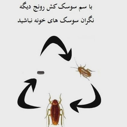 سم سوسک کش رونج کشنده ترین سم بدون بو ارسال رایگان مدل 2