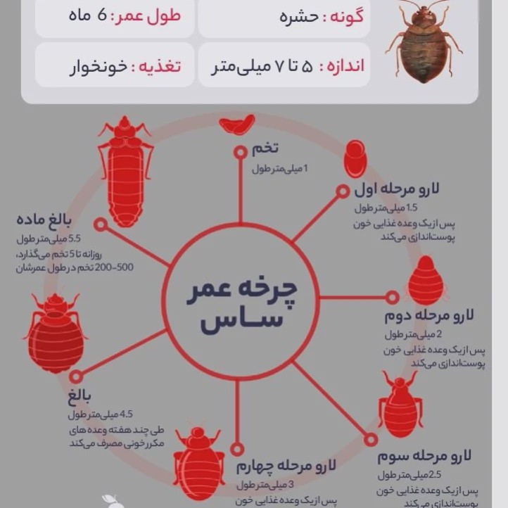 سم ساس پرو مکث رقیب ساس های خونخوار ارسال رایگان