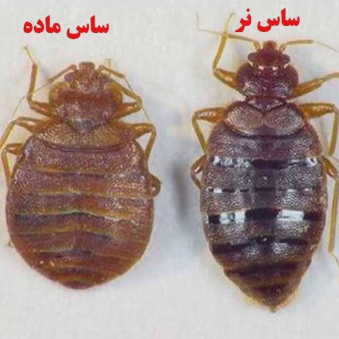 سم ساس پرو مکث رقیب ساس های خونخوار ارسال رایگان