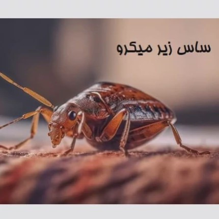 سم ساس پرو مکث رقیب ساس های خونخوار ارسال رایگان